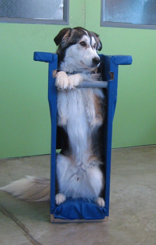 Cole – one of Hope’s puppies who had a lifelong medical condition in which he had to sit in a chair and eat in order to prevent chronic pneumonia