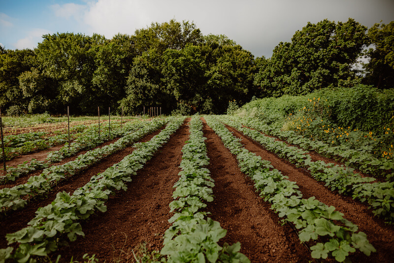 Urban Roots Delwau Farm