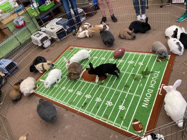 Rocky Mountain House Rabbit Rescue Bunny Bowl IV underway