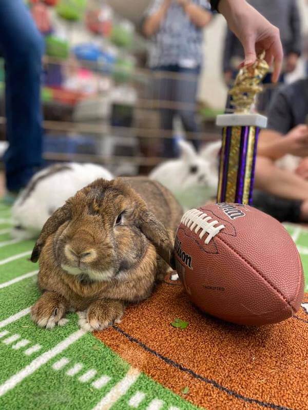Rocky Mountain House Rabbit Rescue Bunny Bowl IV 2020 winner
